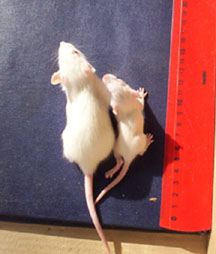 two rats from the Russian study